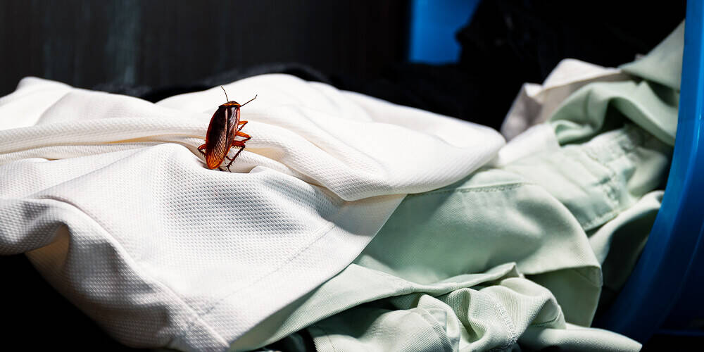 wilson-bugs-that-hitchhike-into-your-house-01