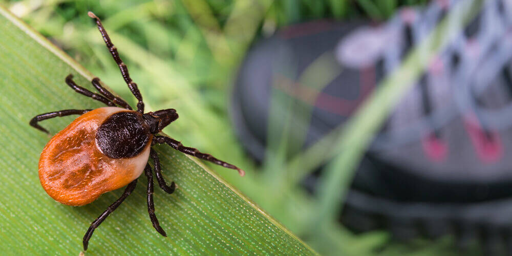 wilson-ticks-lyme-disease-prevention-01