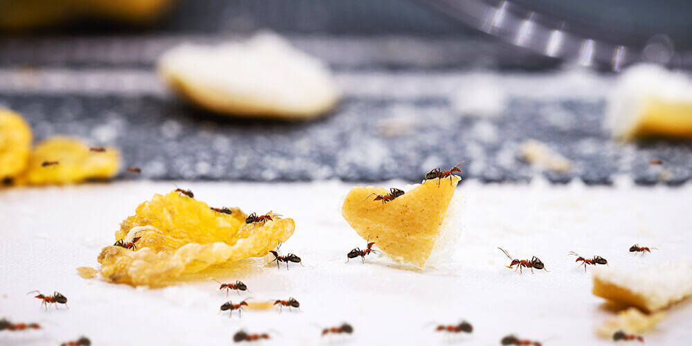 wilson-comment-se-debarrasser-des-fourmis-a-l-interieur-01