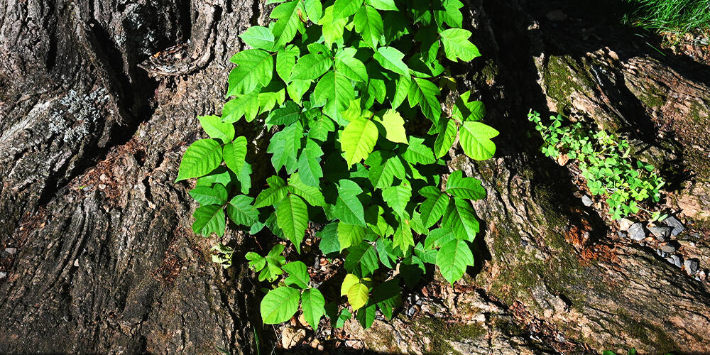 wilson-how-to-identify-and-remove-poison-ivy-02