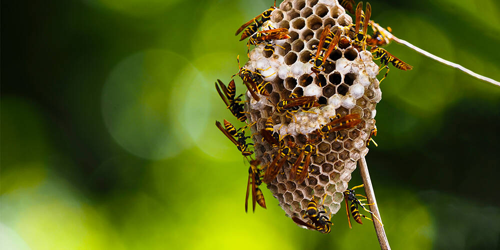 wilson-wasp-nest-01