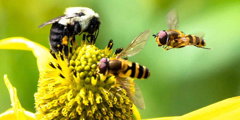 wilson-wasp-nest-01