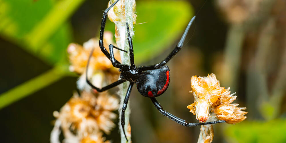 wilson-black-widow-spider-canada-how-to-get-rid-01