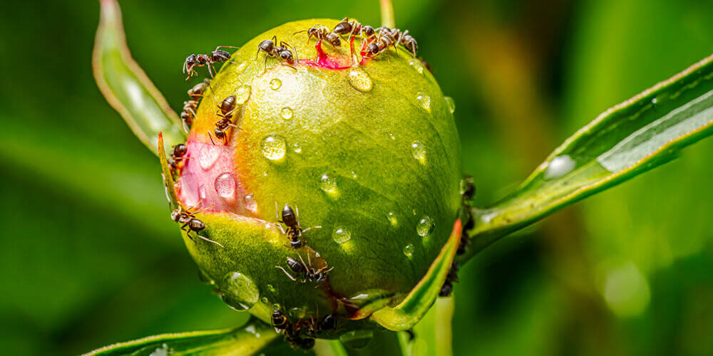 wilson-how-to-get-rid-of-ants-in-garden-beds-01
