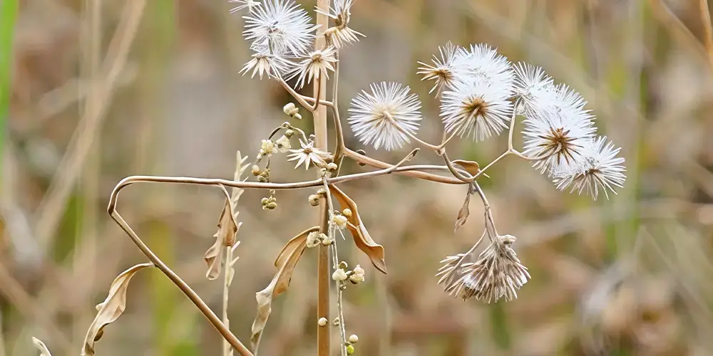 wilson-treat-weeds-fall-01