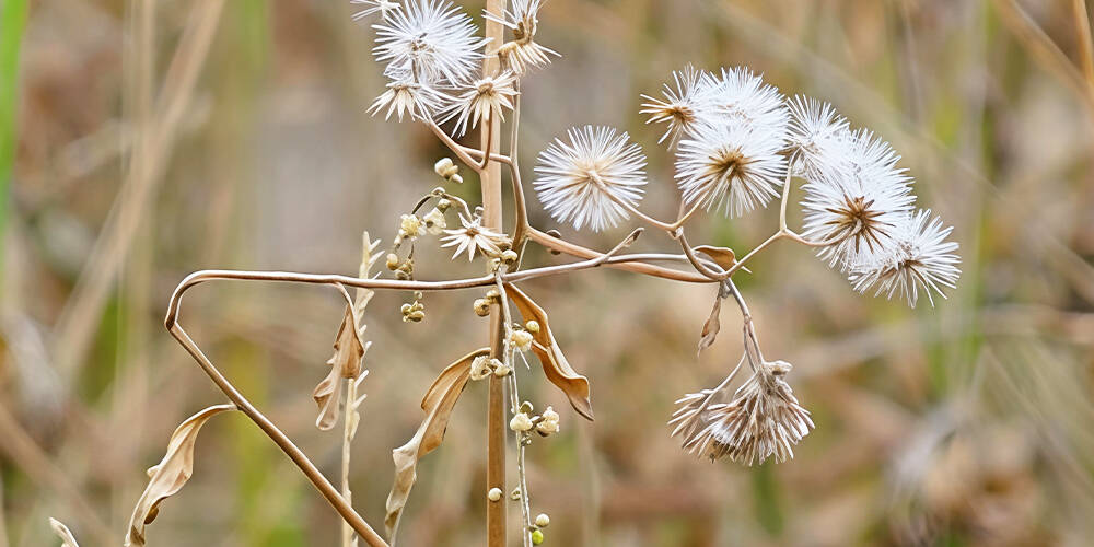 wilson-treat-weeds-fall-01