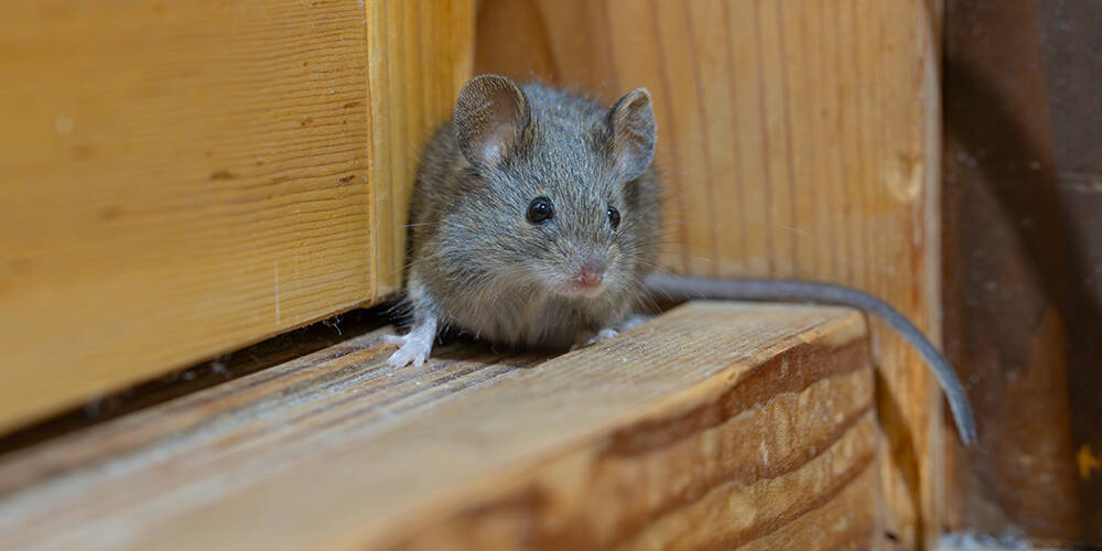 wilson-signs-of-mouse-in-house-01
