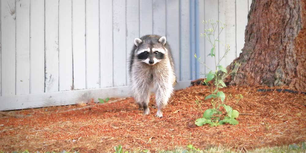 A raccoon near a garage