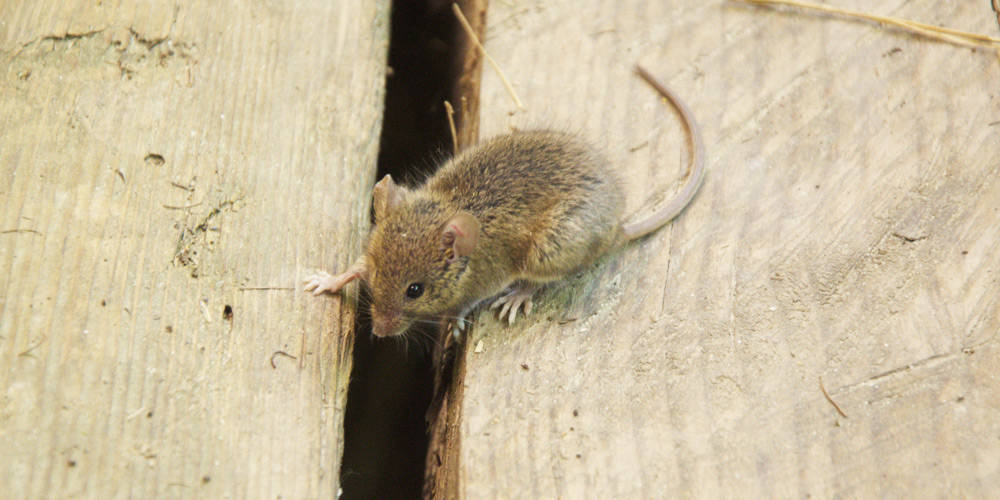 Keeping Mice Out of Your Home