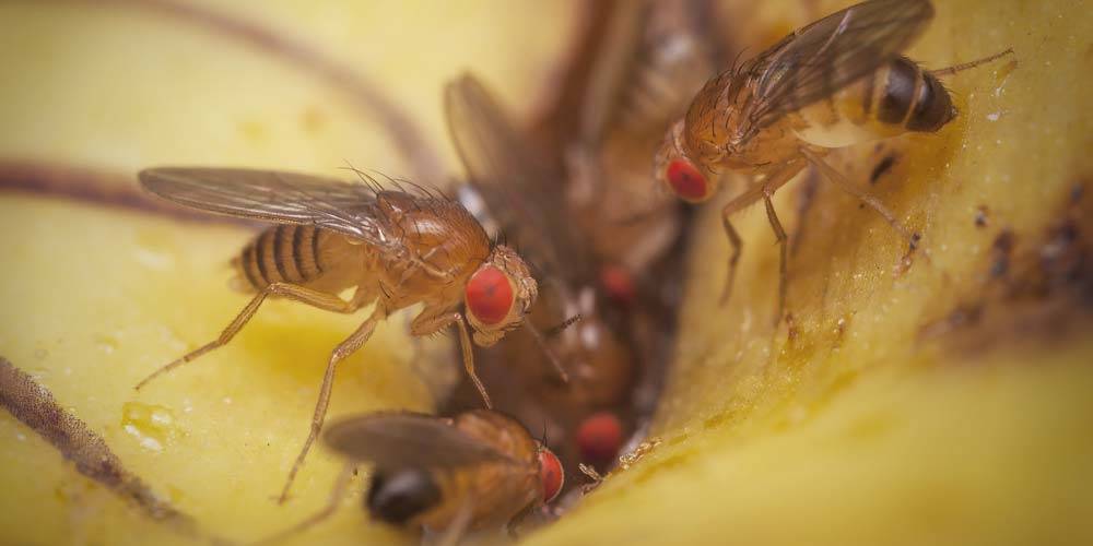 All about fruit flies
