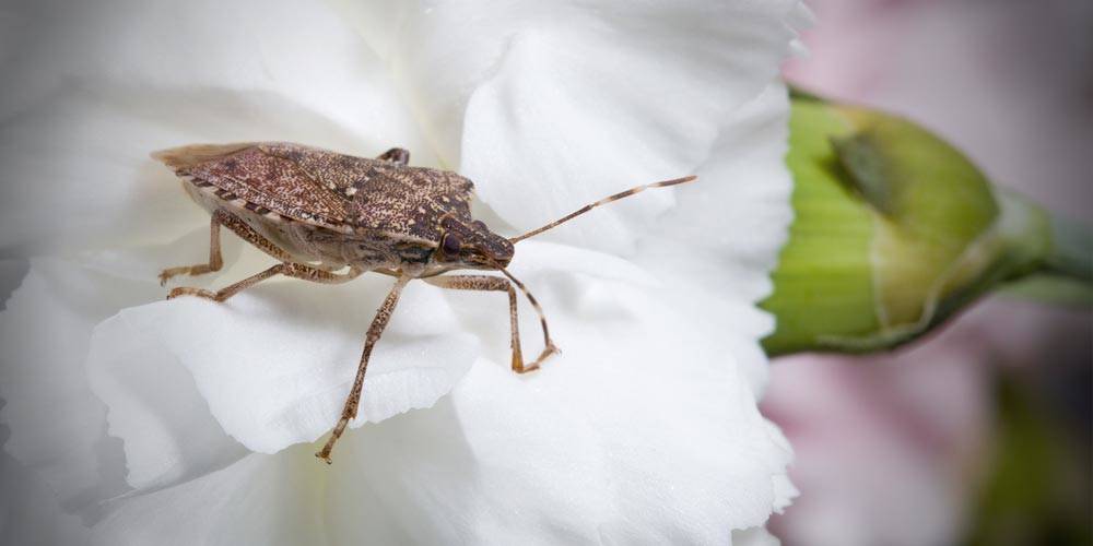 Brown marmorated stink bug invasion in Canada