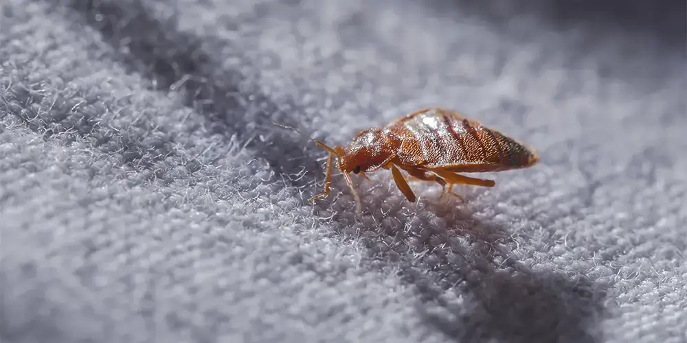 Common house bugs pest top 10