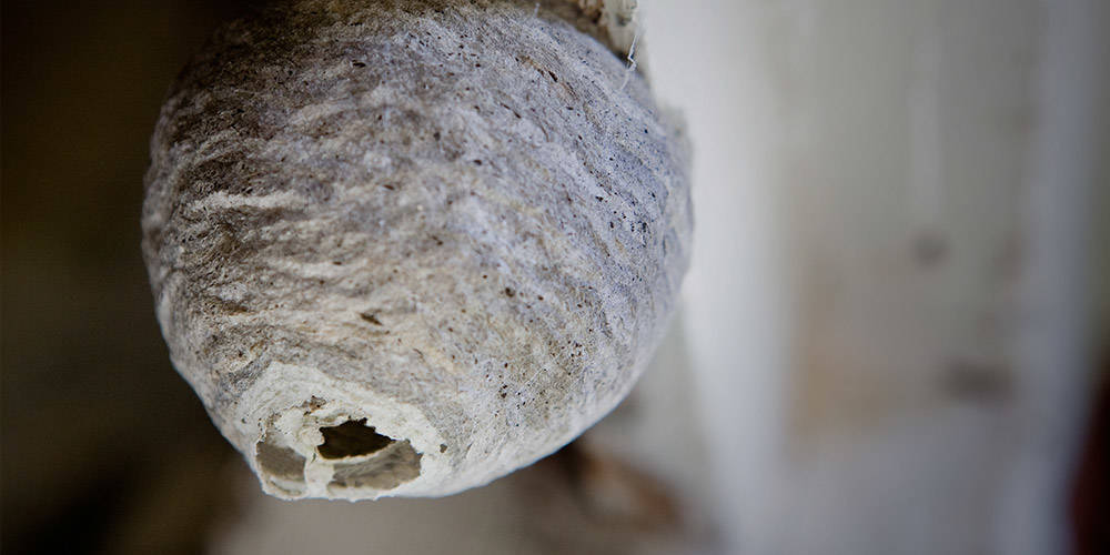 How to get rid of a wasp nest