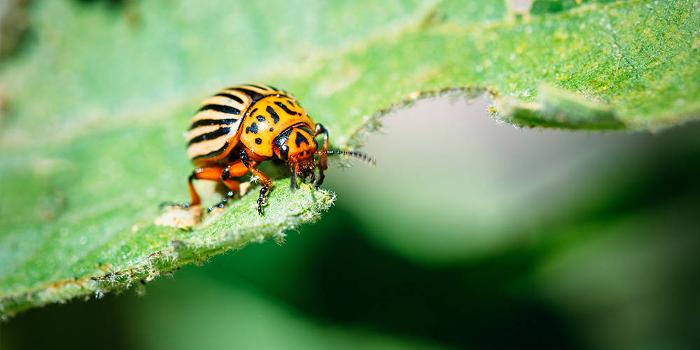 How to get rid of Colorado potato beetle