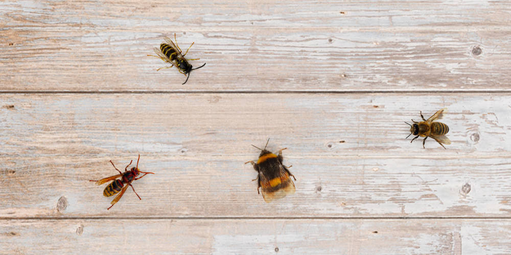 How to make the difference between bees, bumblebees, wasps and hornets