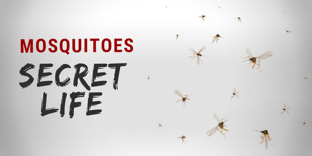 Secret life of mosquitoes