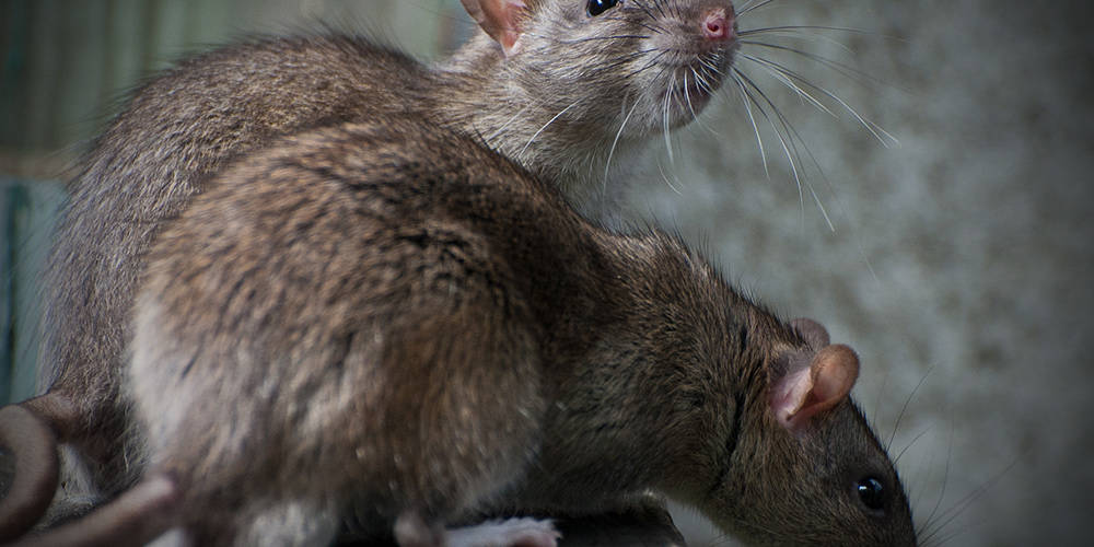 How do ultrasonic devices work on mice and rats