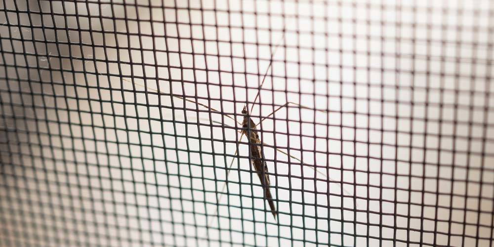 How to fix holes in mosquito screens