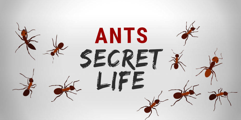 The Secret Life Of Ants | Wilson Control