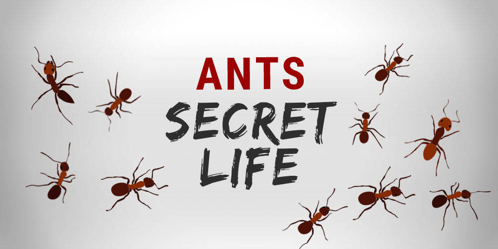 The Secret Life Of Ants | Wilson Control The Secret Life Of Ants | Wilson Control