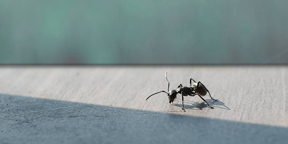 Pour se débarrasser des fourmis charpentières à la maison, il faut