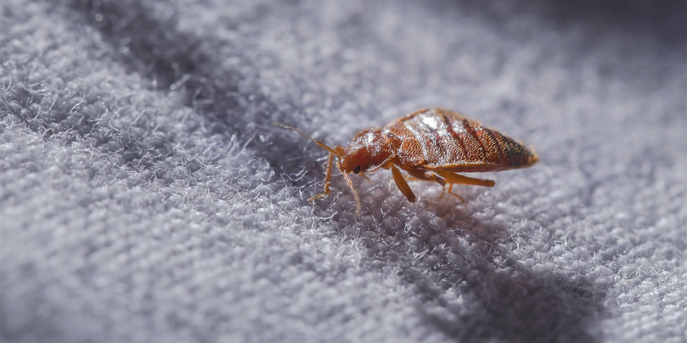 Top 10 Common House Bugs and Pests, and How to Stop Them