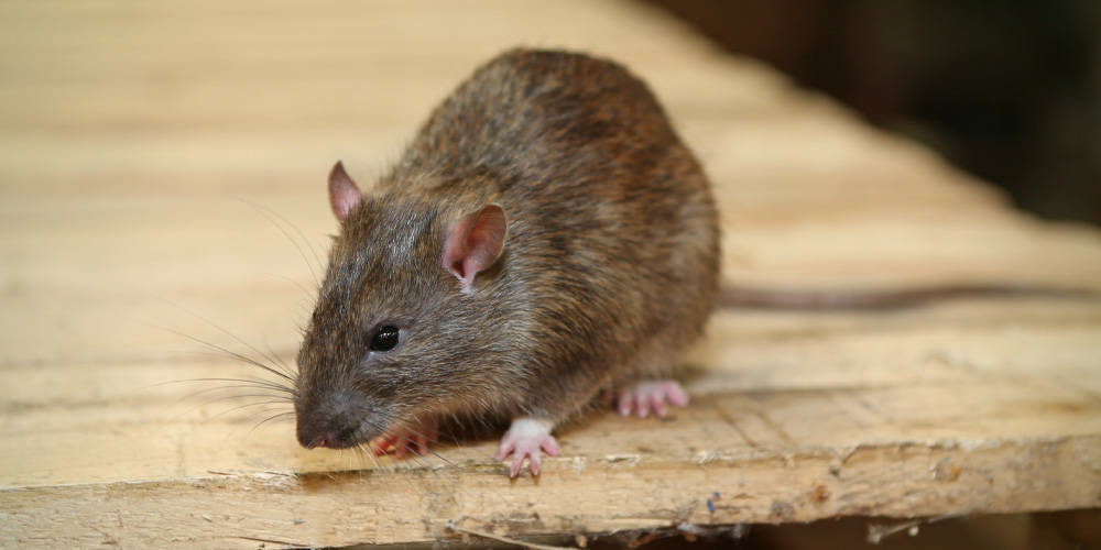 How to Get Rid of Mice & Rats