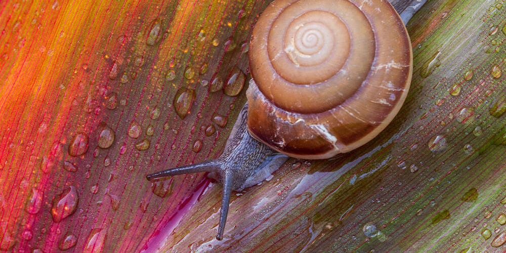 lutter-contre-limaces-escargots-jardin-01