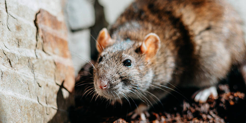wilson-safely-eliminate-rats-mice-01