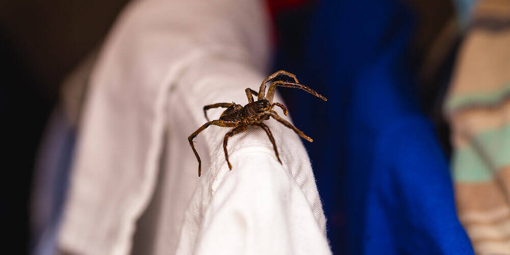 wilson-how-to-get-rid-of-spiders-01