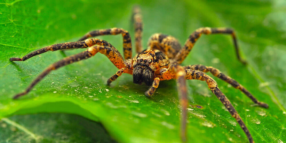 wilson-life-cycle-of-spider-01