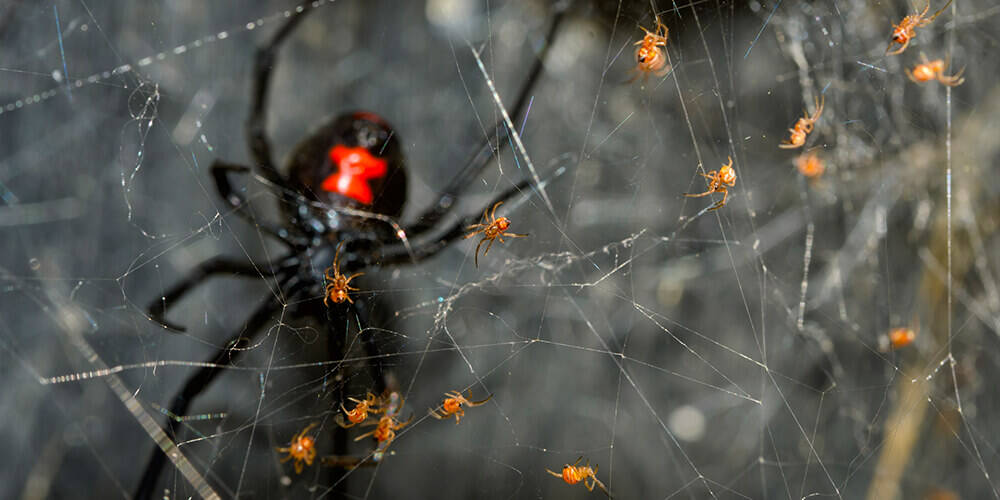 wilson-most-common-spider-canada-01