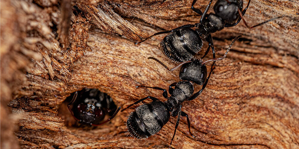 wilson-carpenter-ants-identification-signs-get-rid-01