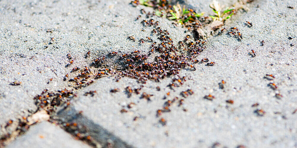 wilson-pavement-ants-control-01