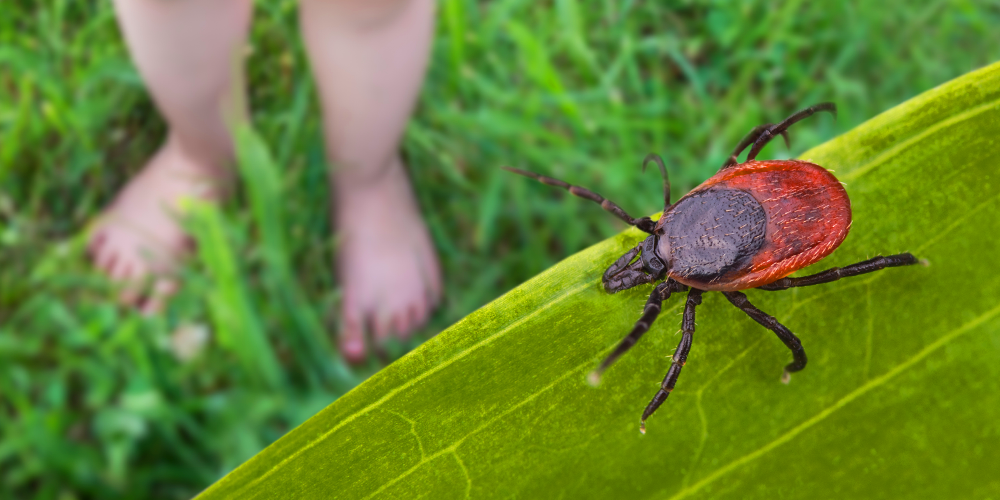 wilson-protect-family-pets-from-ticks-012