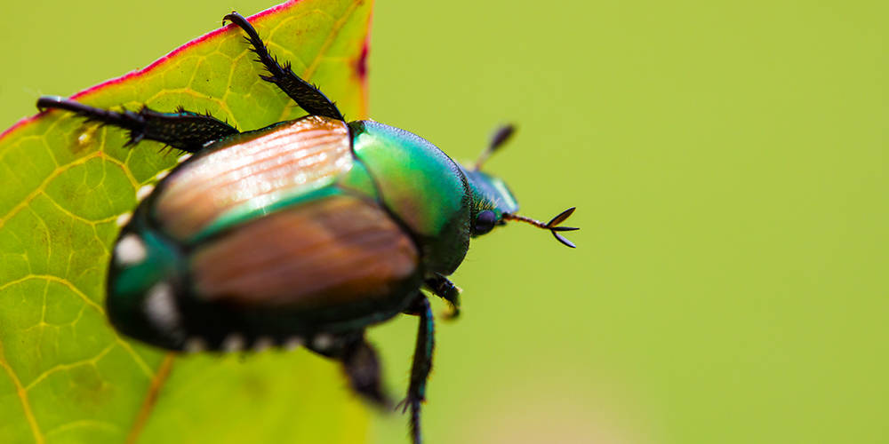 How to get rid of japanese beetles