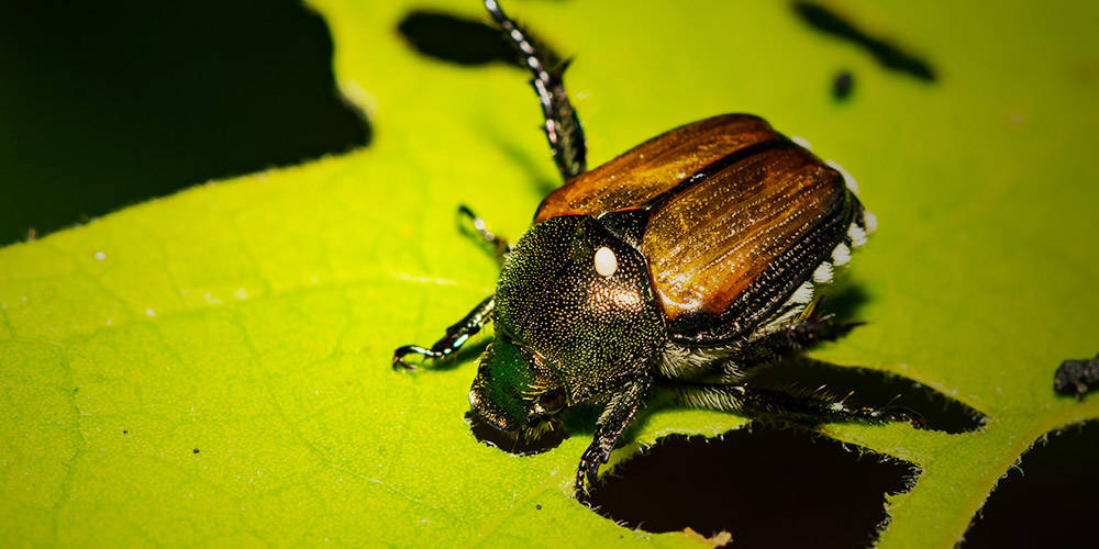 A predator of the japanese beetle