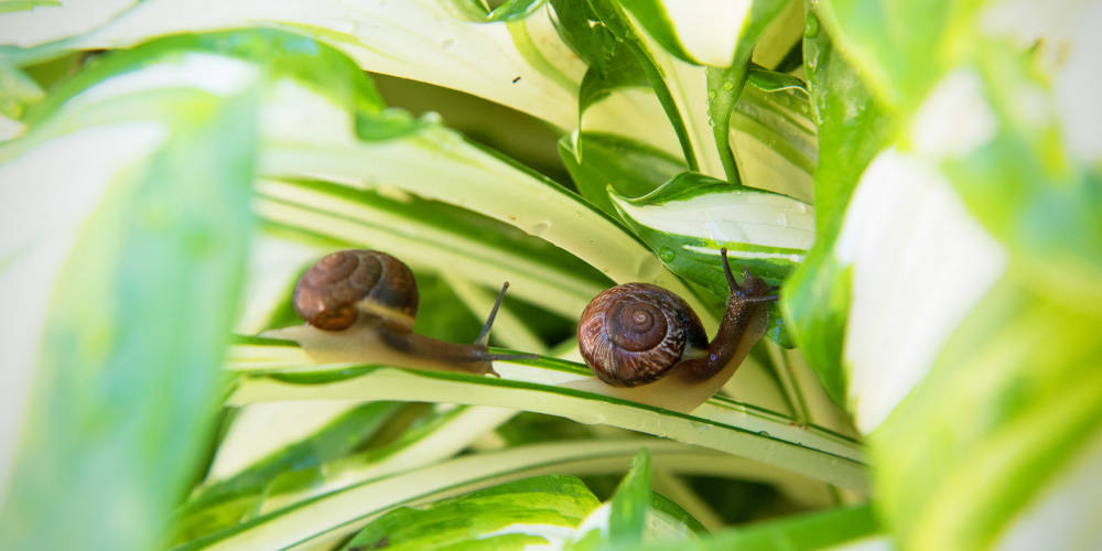 How to control slugs and snails in the garden