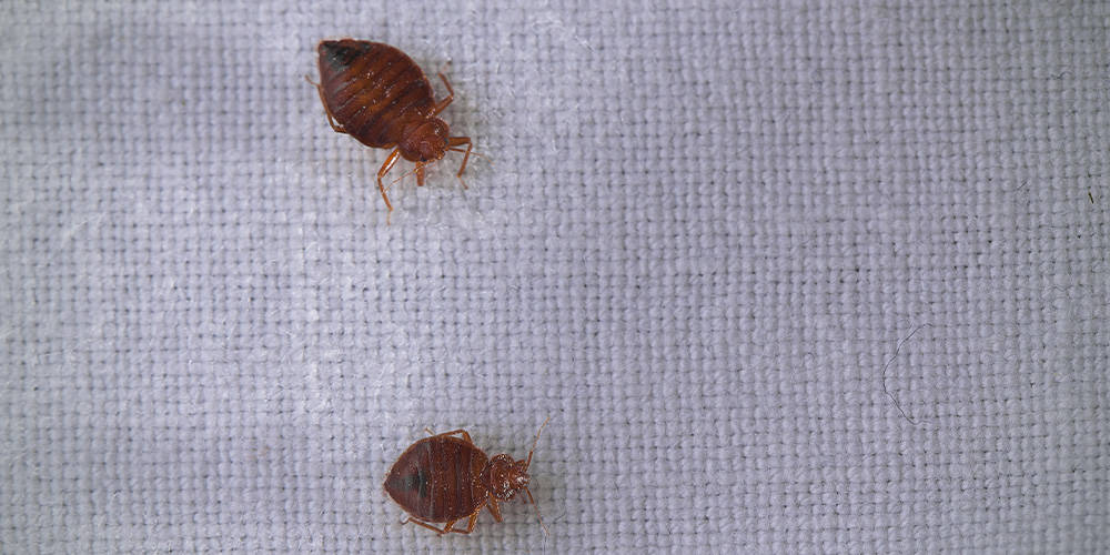 How to get rid of bed bugs