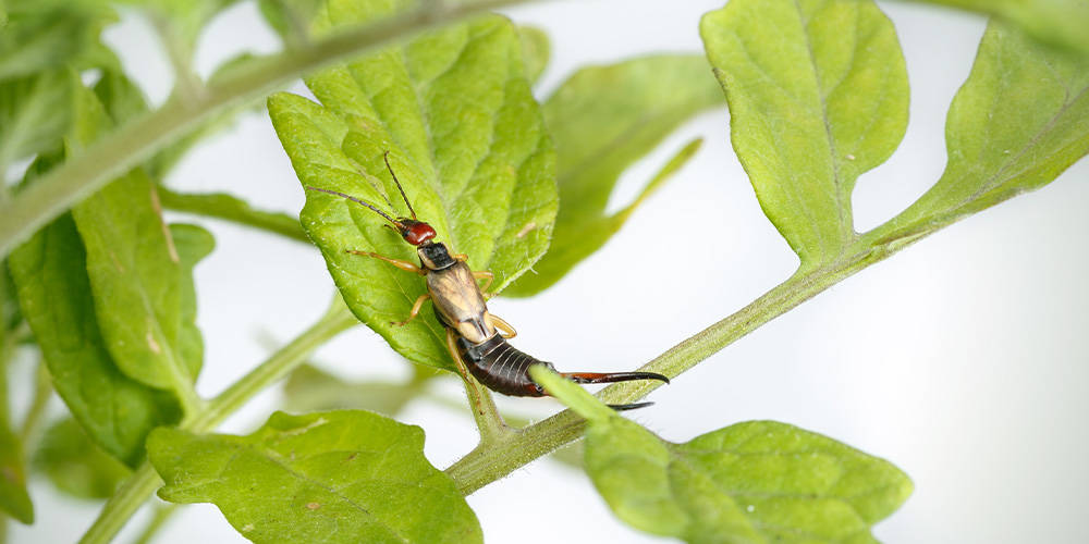 How to get rid of earwigs