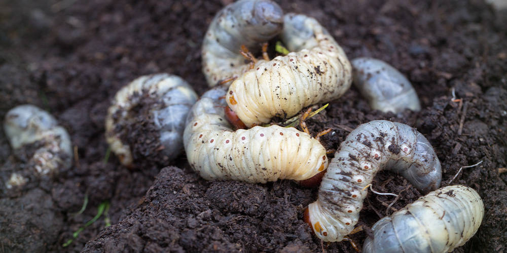 How to get rid of grubs