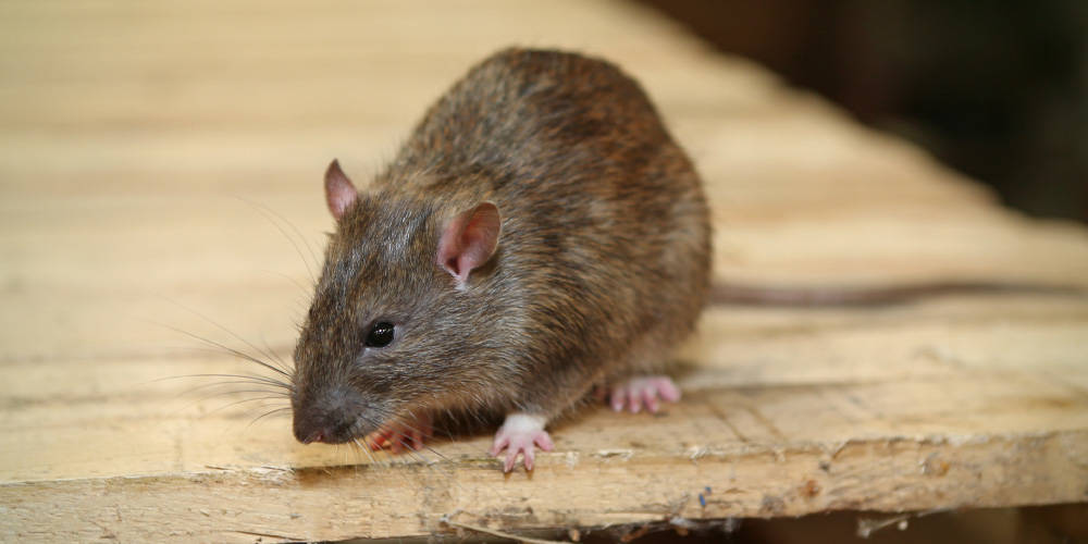 How to get rid of mice and rats