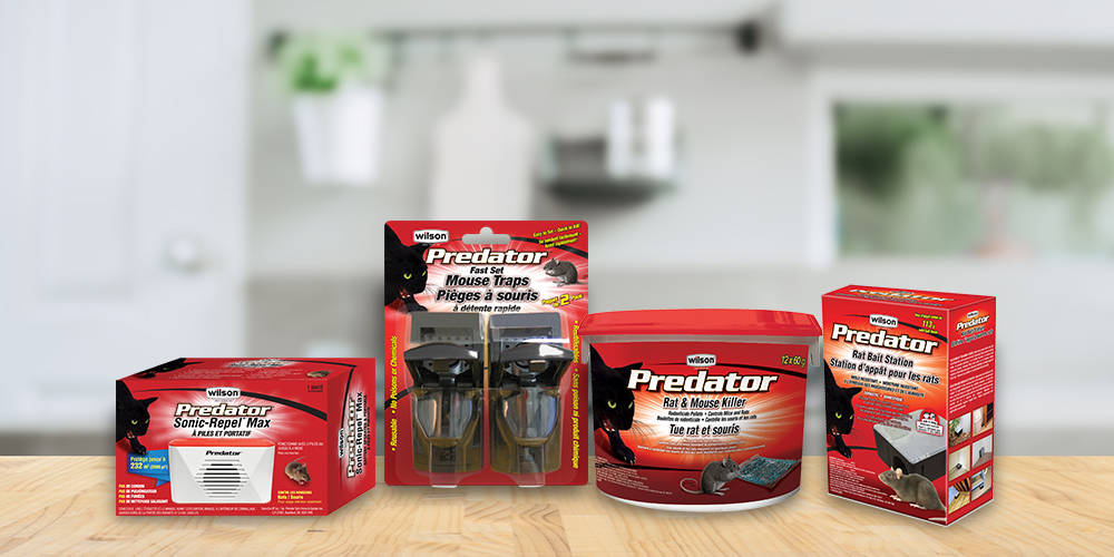 How to get rid of rats and mice with predator products
