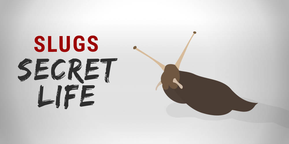 Slugs secret life