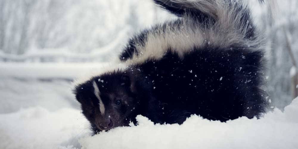 Do skunk hibernate in the winter