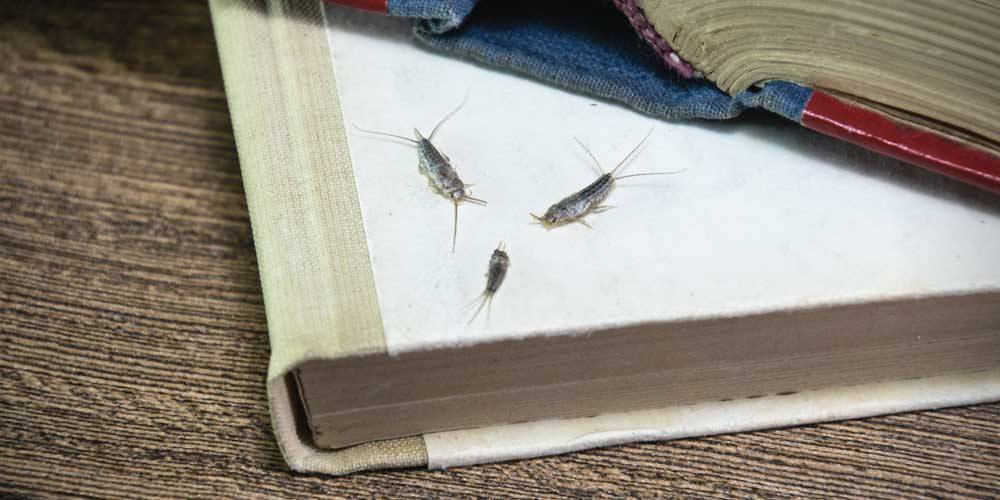 Getting to know silverfish