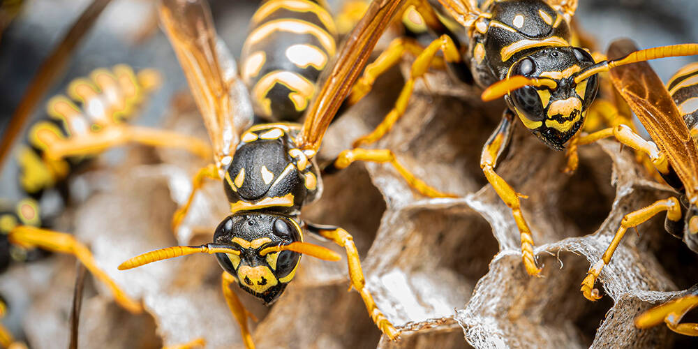 wilson-how-to-keep-wasps-away-01