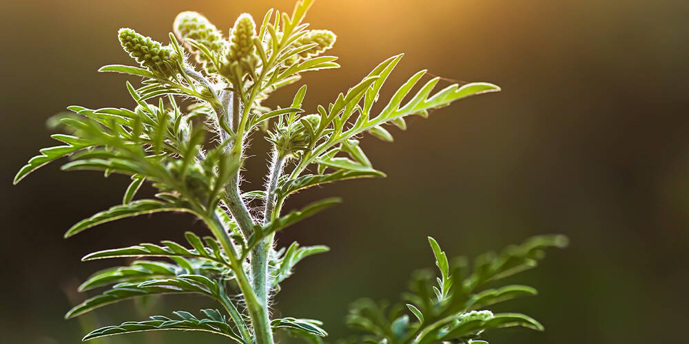 wilson-climate-change-ragweed-01