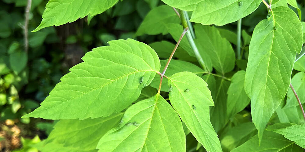 wilson-how-to-identify-and-remove-poison-ivy-02