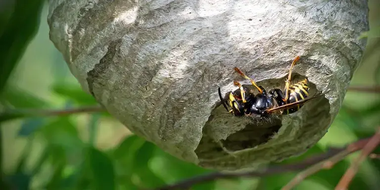 Wilson_Desktop_Tips_How_to_get_rid_of_wasp_nest